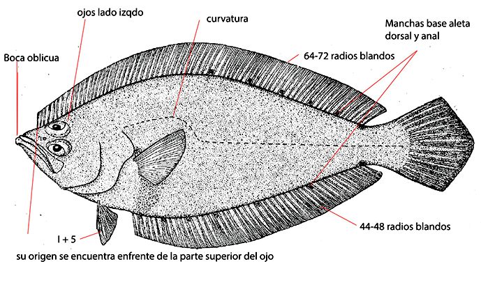Citharus linguatula_01